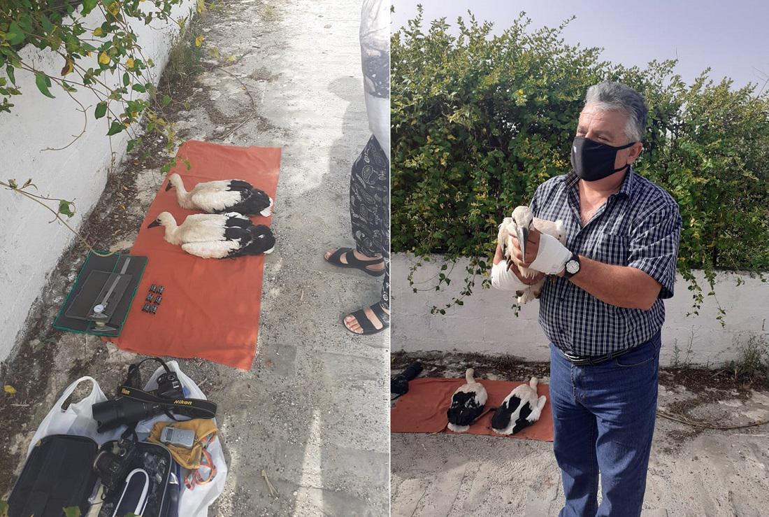 daktiliwsipelargwn dimospwgwniou 1