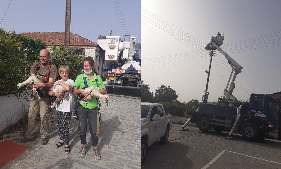 daktiliwsipelargwn dimospwgwniou 2