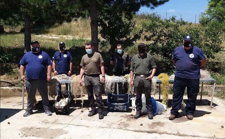 lathralieia gormos 1