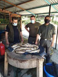 lathralieia gormos 2