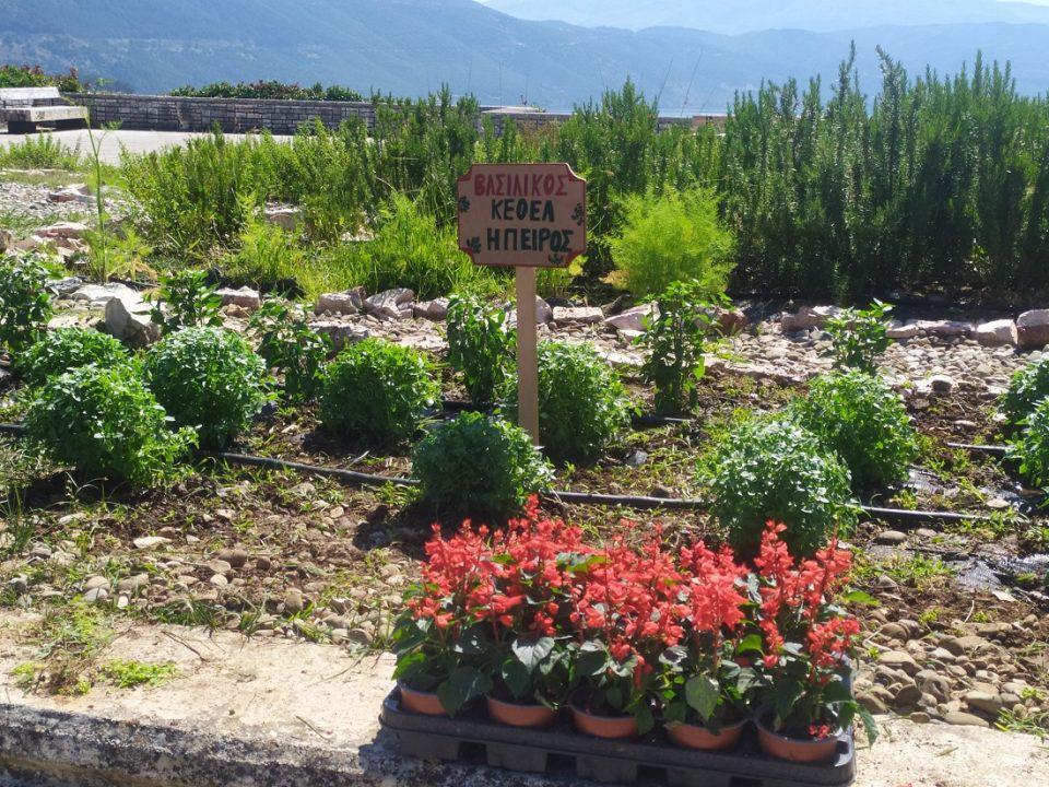 votanikoskipos kethea