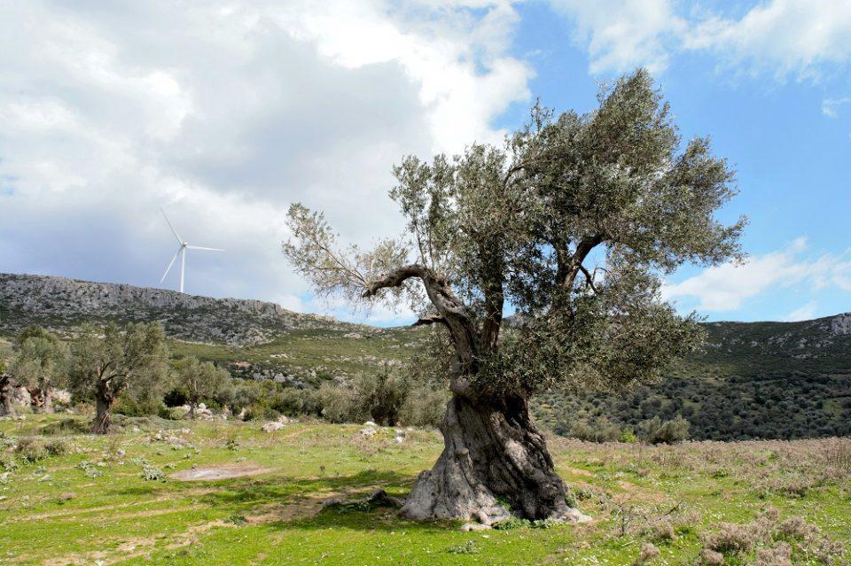 ελιά ανεμογεννήτρια