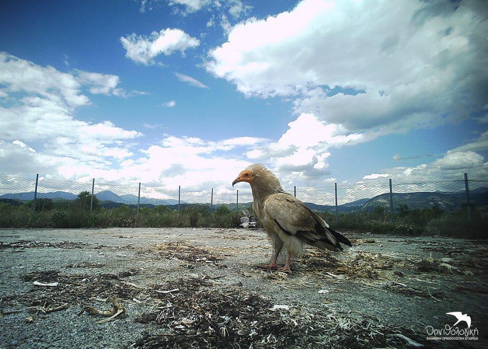 Asproparis Aoos Taistra Konitsas