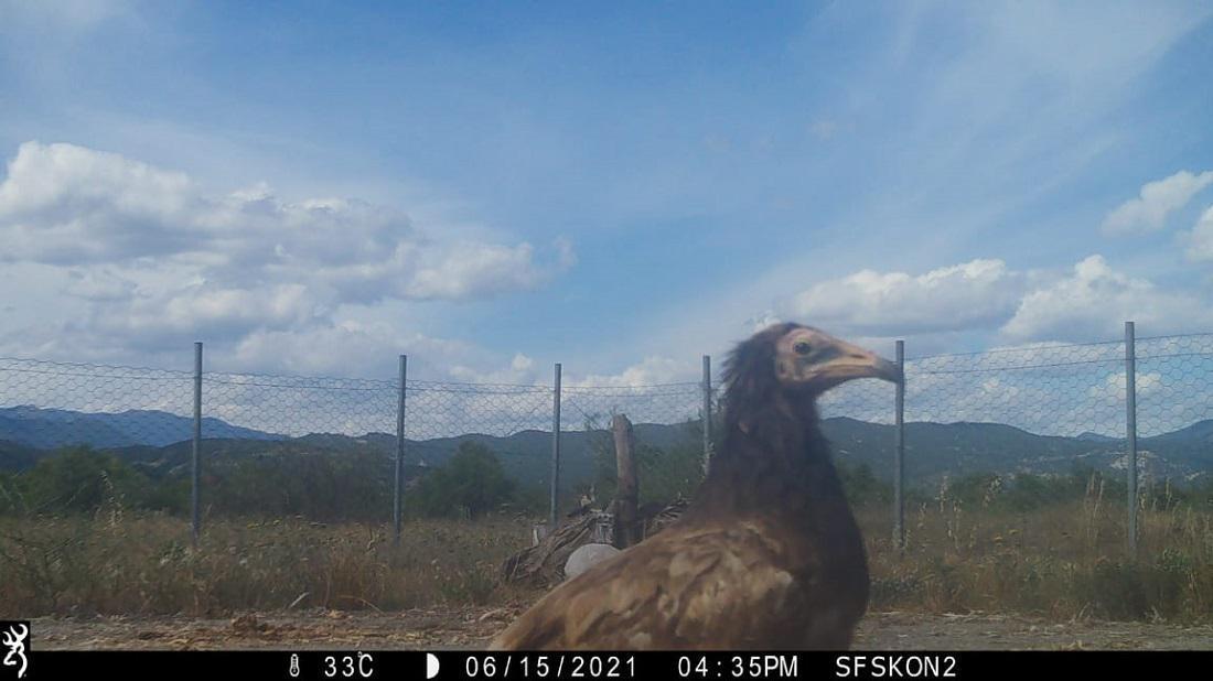 "Επισκέψεις" κουκάλογων και φέτος στην Ήπειρο 55 mikros asproparisKonitsa Feeding Station