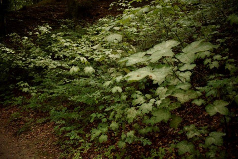 ruegen ekthesi m.goni