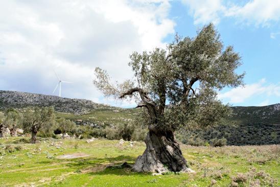 Άνω Βαθειά Ευβοίας.