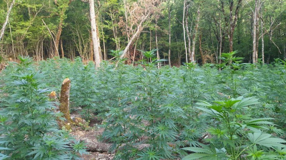 futeiakannavi konitsa 2