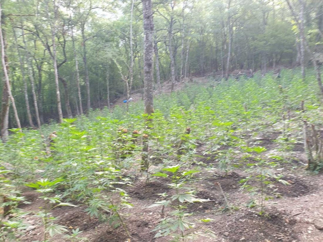 Με Kalashnikov επιτηρούσε τη φυτεία κάνναβης (βίντεο & φωτορεπορτάζ) 54 futeiakannavi konitsa 3