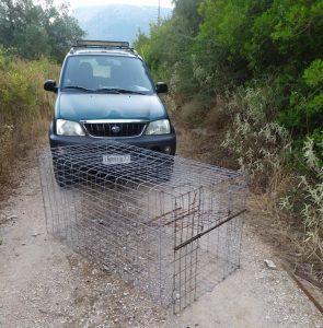 lathrothiria thesprotia 2