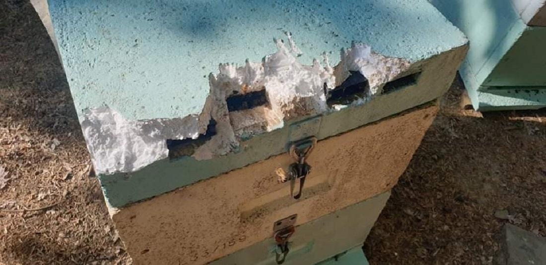 Εισβολή αρκούδας σε μελισσοκομείο στην Ελάτη 57 melissokomeio arkouda 2