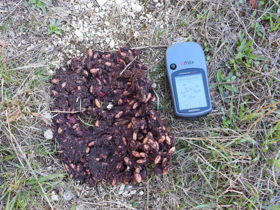 Perittomata arkoudas 1