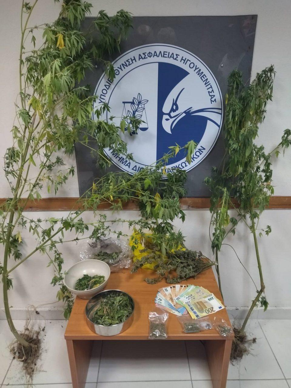 kannabithesprotia