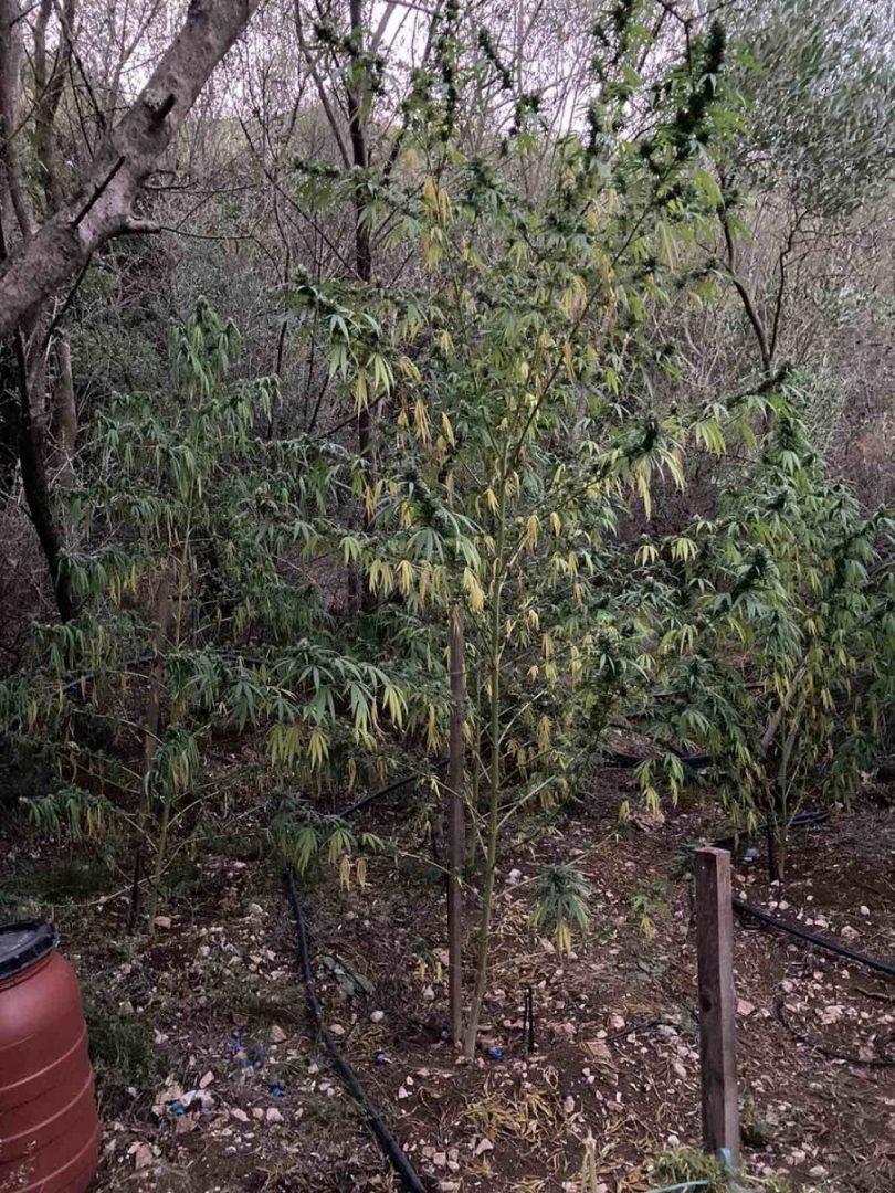 kannavi prev 1 scaled