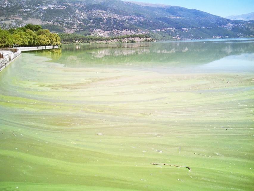 λιμνη ευτροφισμός Custom