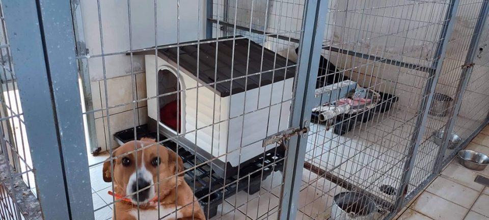 spitakia katafygio 2