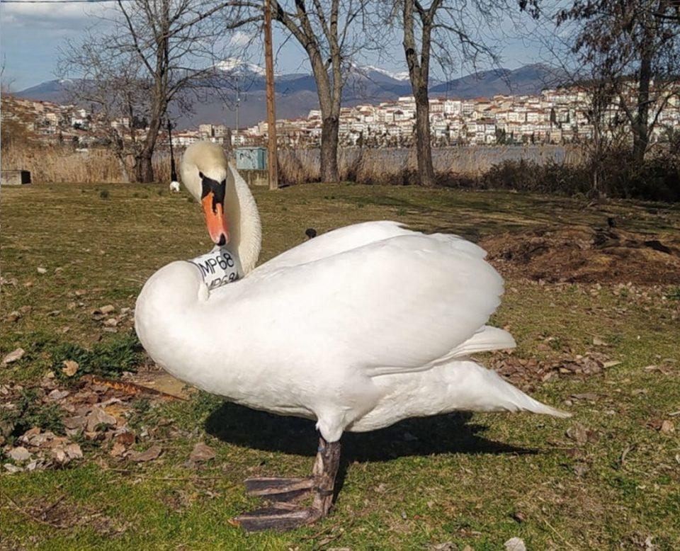 kyknos arsenikos kastoria