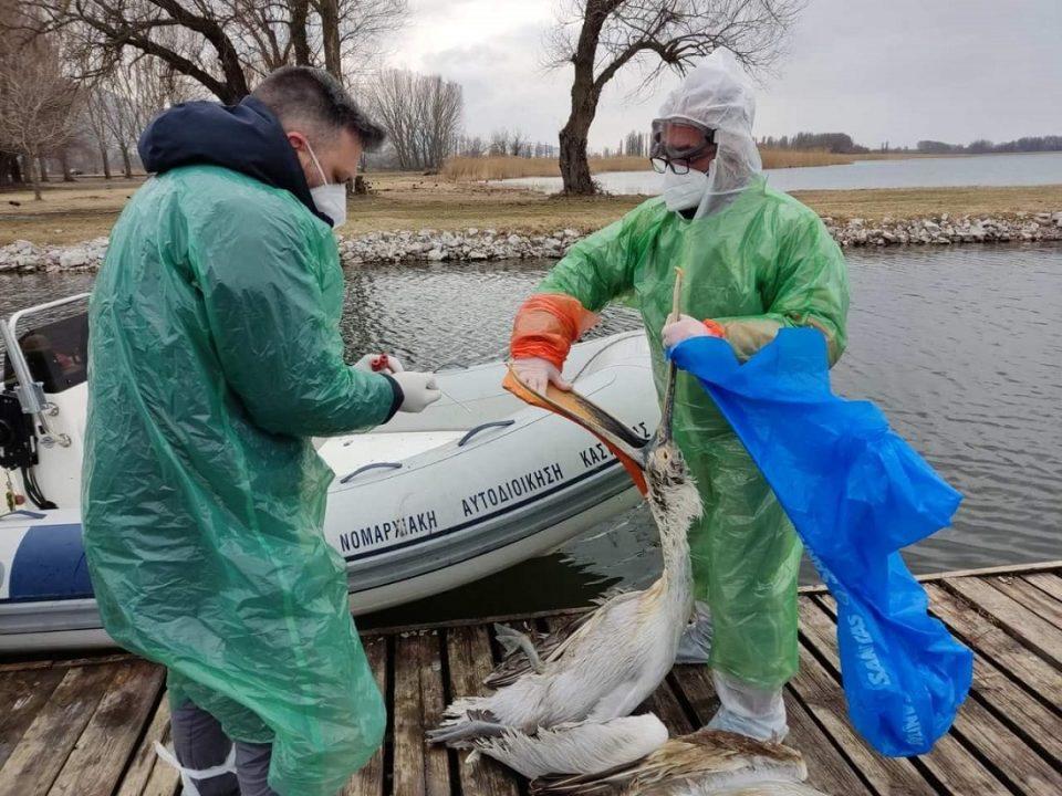 argyropelekanoi kastoria