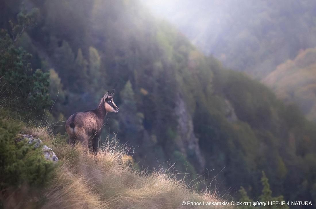 «Click στη φύση» με 1ο βραβείο και έπαινο για τον Π. Λασκαράκη 55 laskarakis epainos