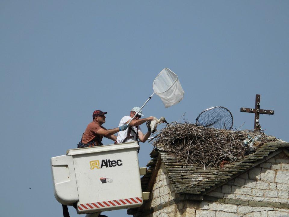 daktiliwsipelargwn 1