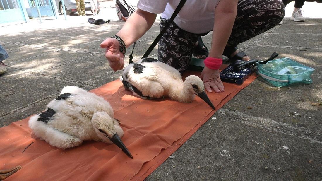 daktyliosi pelargon1