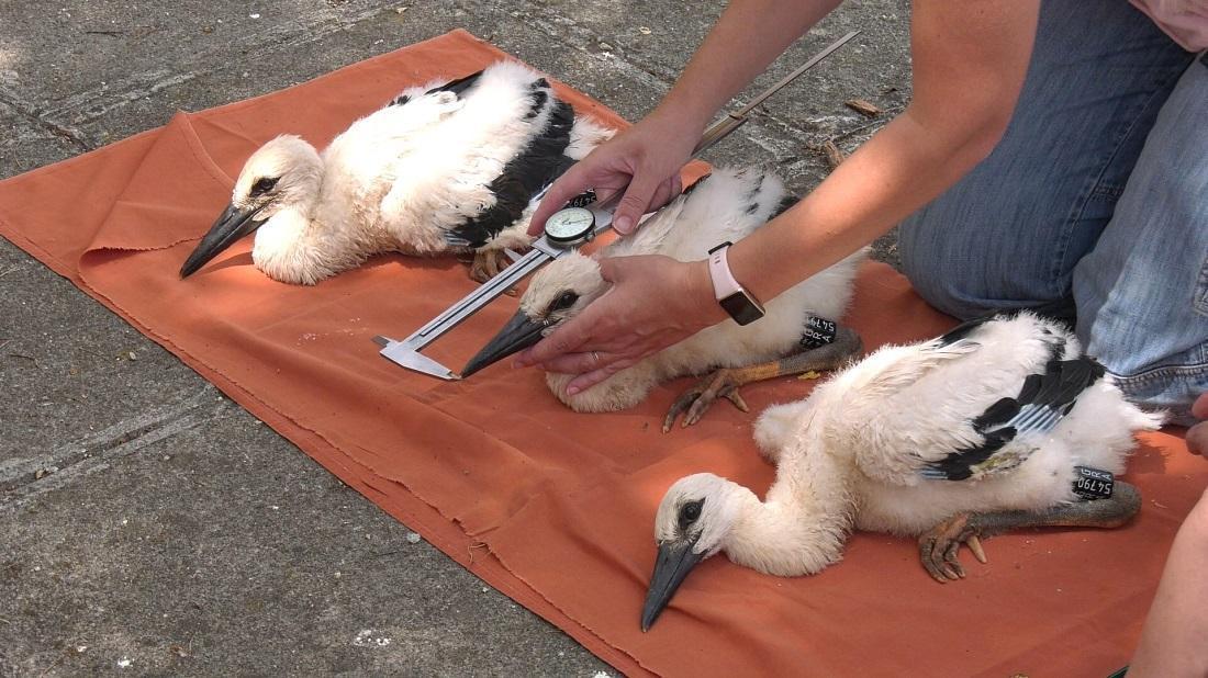 daktyliosi pelargon2