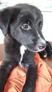 μπόμπιρας 2