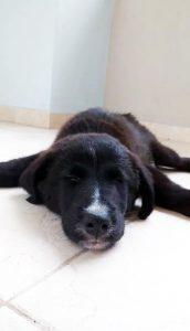 Επείγει υιοθεσία ή έστω φιλοξενία 54 μπόμπιρας 4