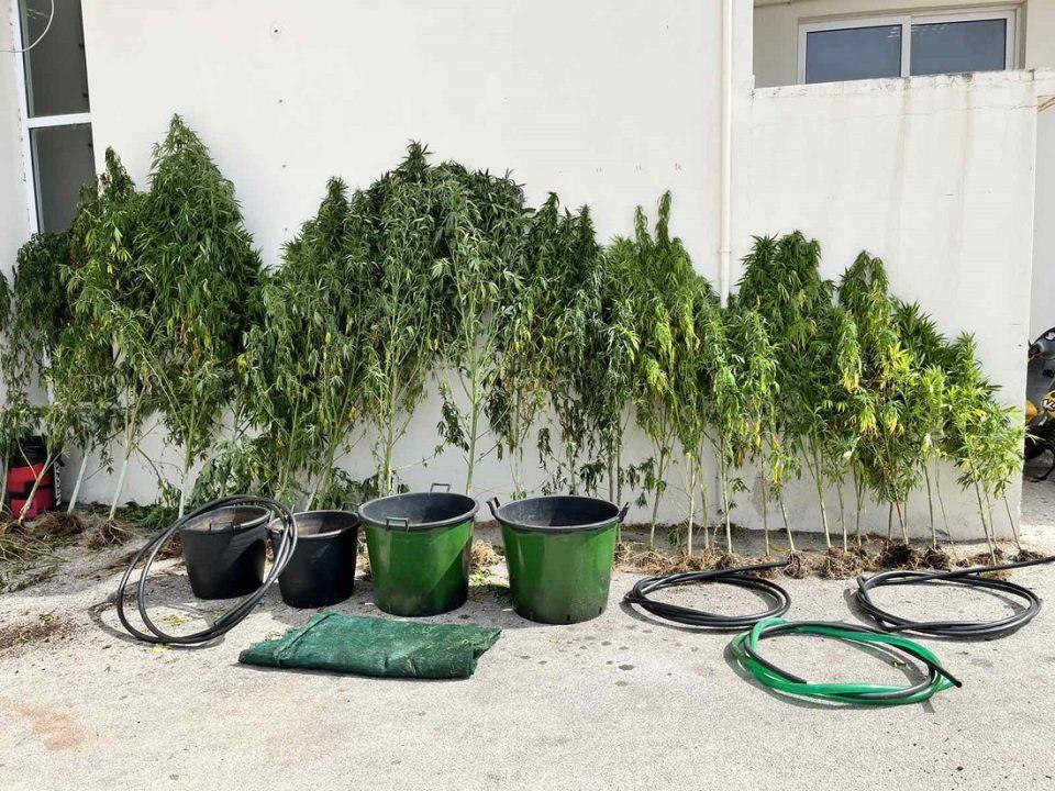 fyteiakannavis neoxwriprevezas 3