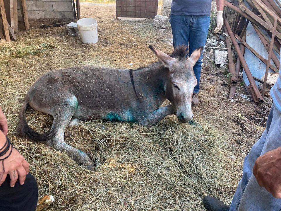 gaidouraki perithalpsi