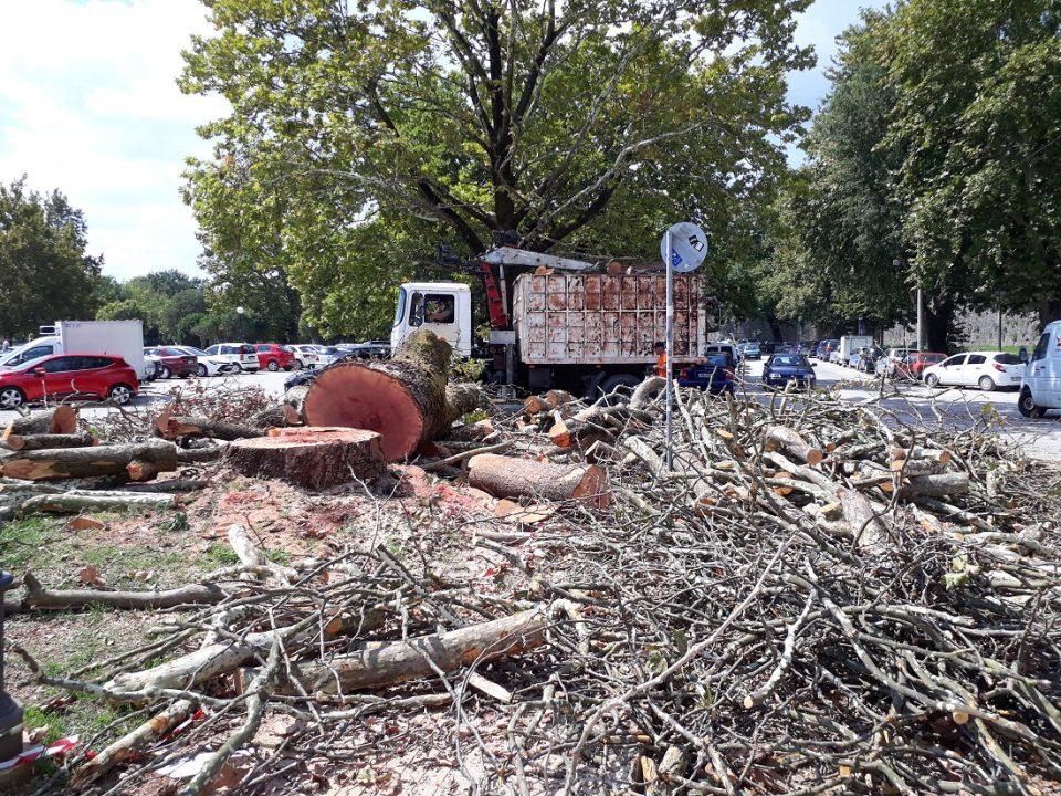 platania kopsimo NotiaPyli 1