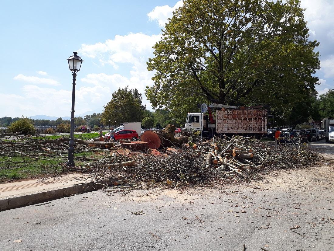 platania kopsimo NotiaPyli 2