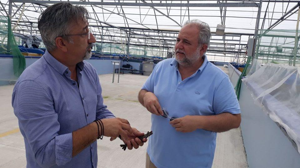 rizopoulos ydatokalliergeies