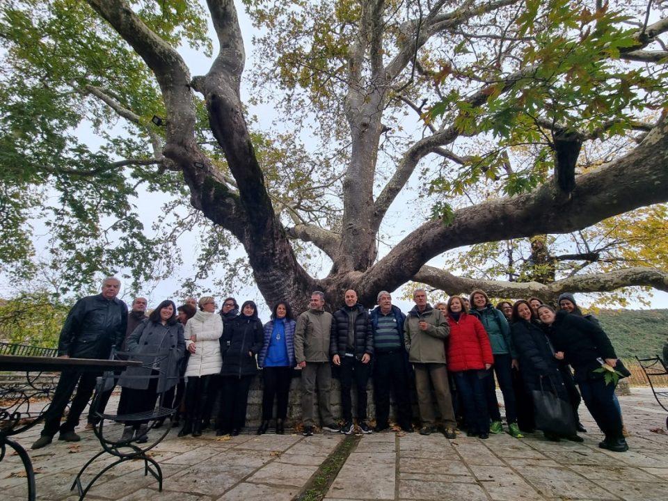 amyras platanosvitsa 2