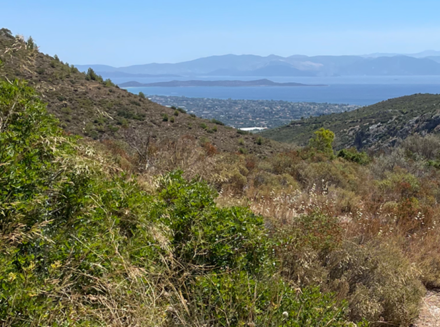 ΜΑΡΑΘΩΝΙΟΣ ΕΙΚΟΝΑ 2 Custom