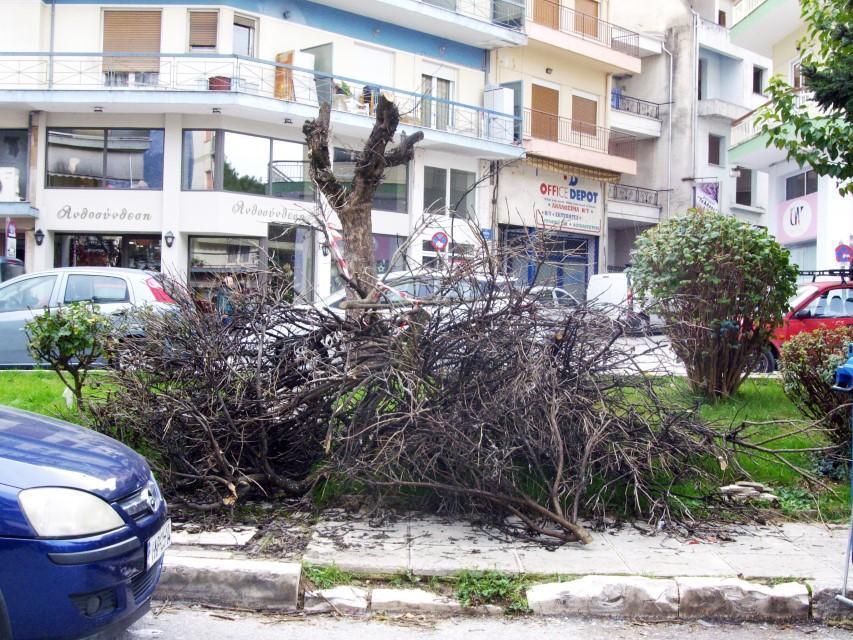 κλαδιά αλσύλιο Custom