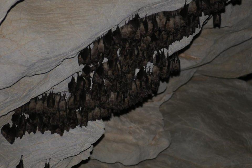 spilaia nyxterides