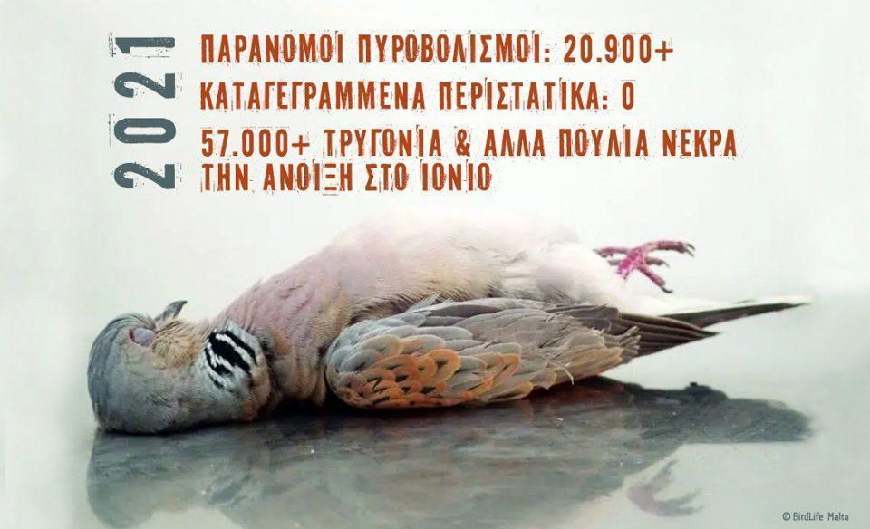 lathrothiria ornithologiki