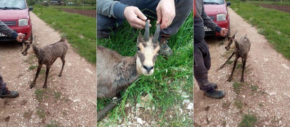 agriogido Aspraggeloi 3