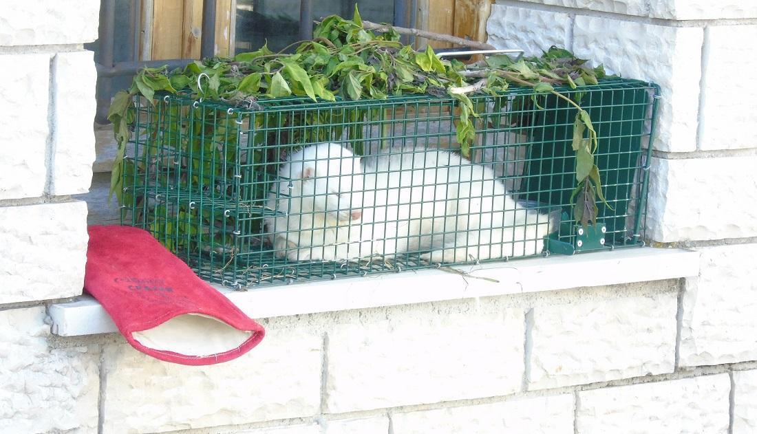 Συνελήφθη και απομακρύνθηκε το μινκ από την Παμβώτιδα 55 mink pamvotida aixmalosia 1