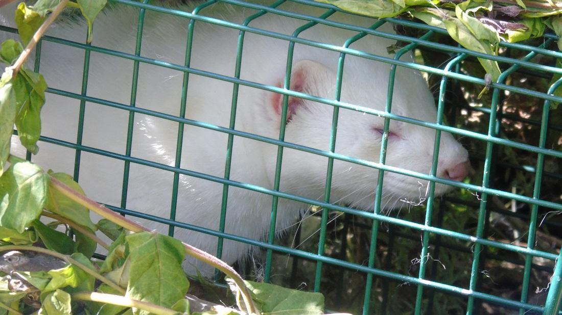 Συνελήφθη και απομακρύνθηκε το μινκ από την Παμβώτιδα 57 mink pamvotida aixmalosia 2