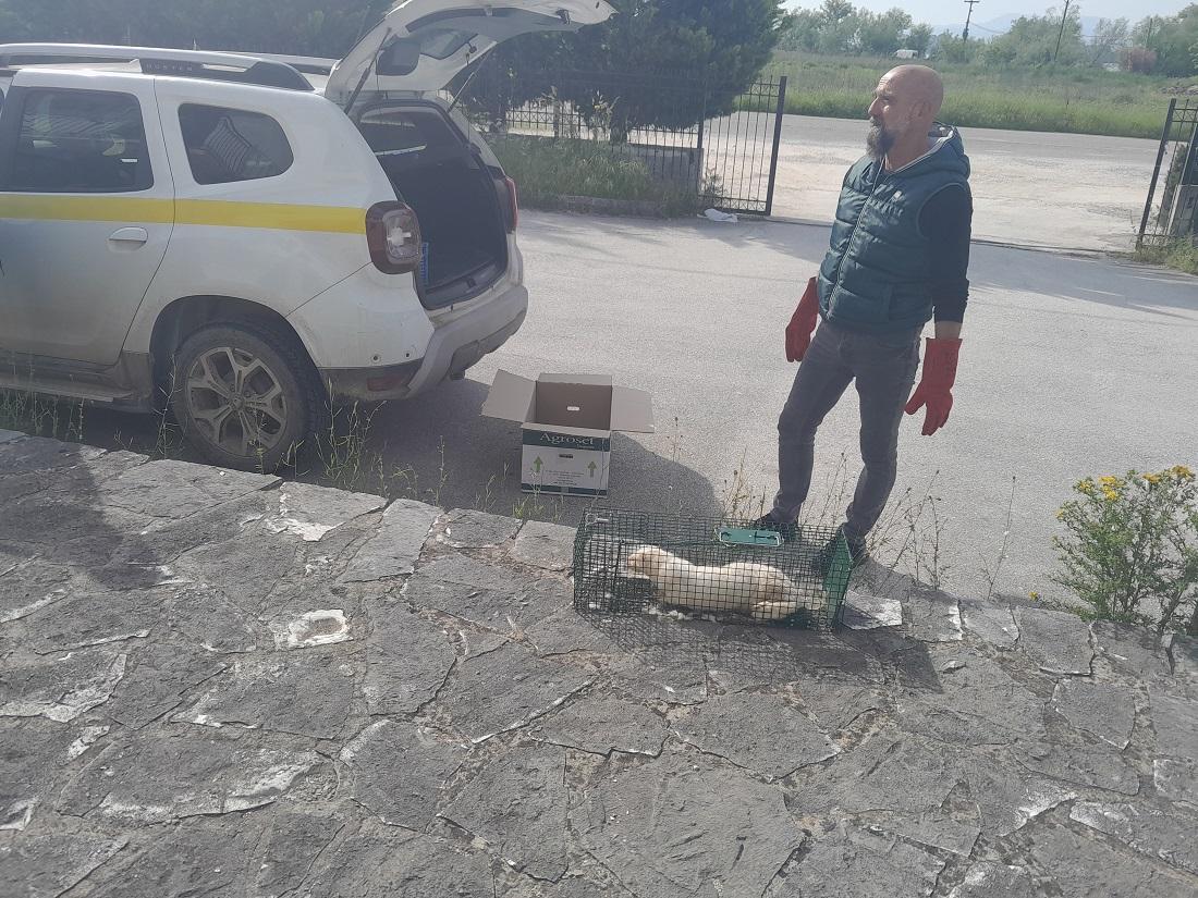 Συνελήφθη και απομακρύνθηκε το μινκ από την Παμβώτιδα 56 mink syllipsi 1