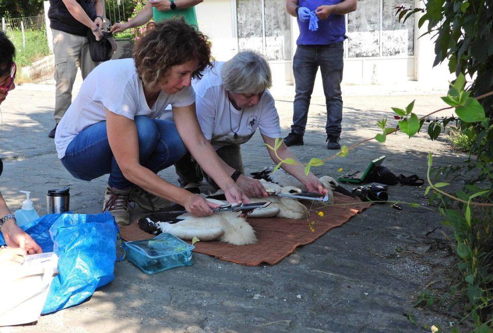 Daktiliwsi pelargwn 1