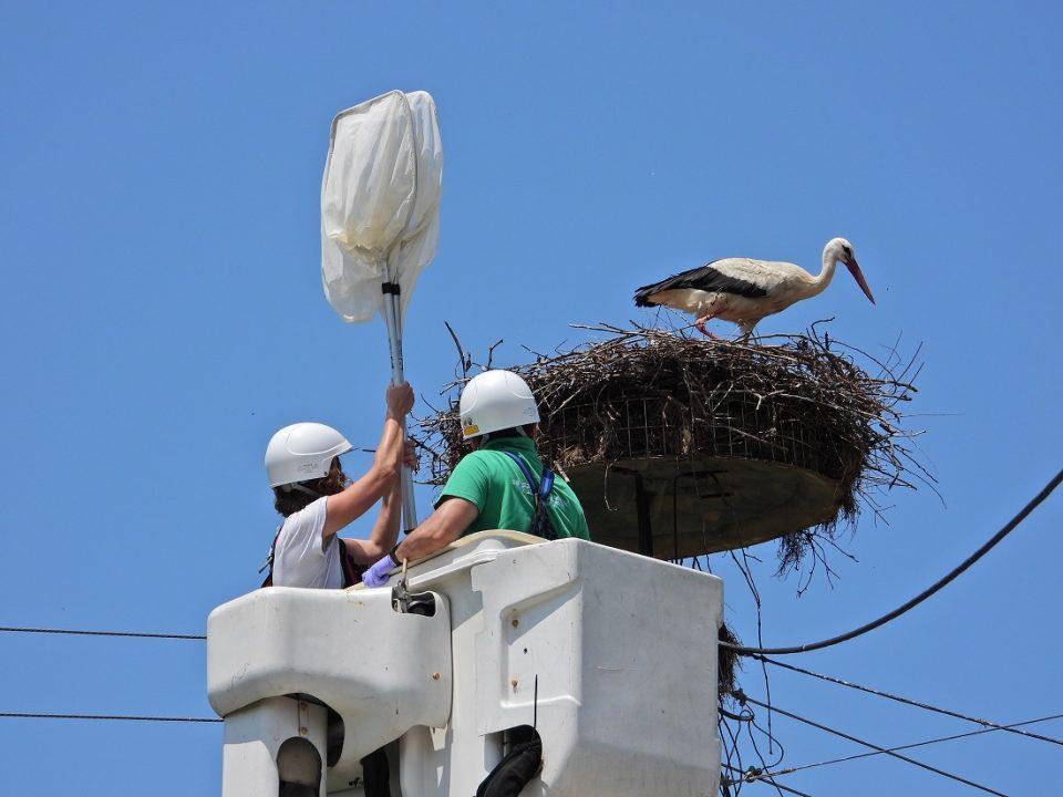 Katharismos Fwlias pelargos