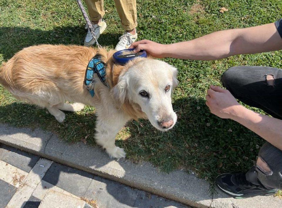 elegxos tsiparismeno skyli