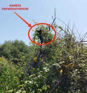 Fyteia Kompoti Kannavi 1