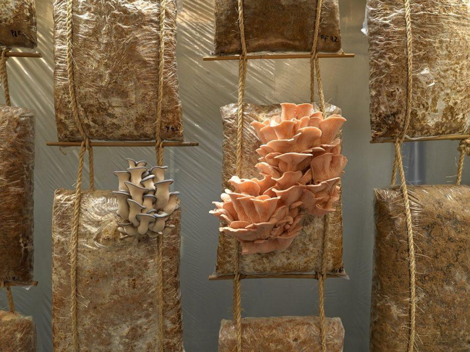 Mycelium Garden 2022 MATTHIAS FRITSCH Stel.width 1280 QRy8GOcwTxTfJ5Hp