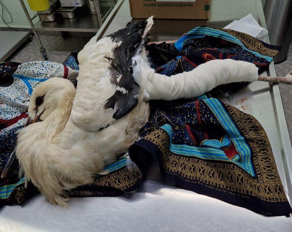 pelargos Pagkrati Souliou