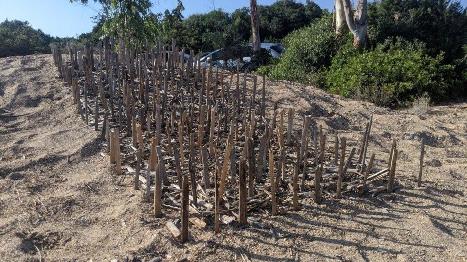 Ζωη Παίταριδου