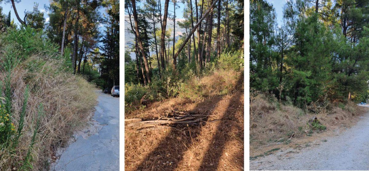 δάσος ΦΡΟΝΤΖΟΥ ΧΟΡΤΑΡΙΑ ΓΙΑ SITE scaled