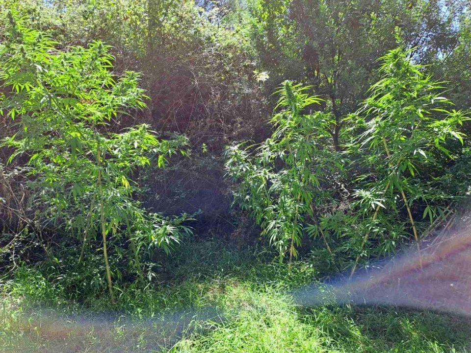 dendrylliaglyki